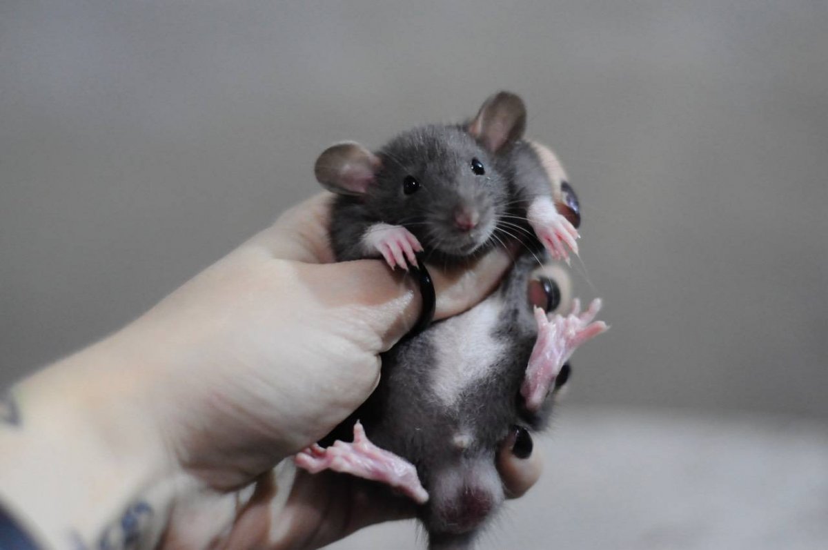 Крыса Дамбо Гималаи