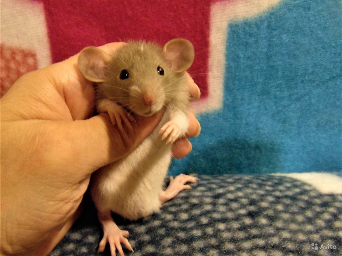Крысы Дамбо взрослые