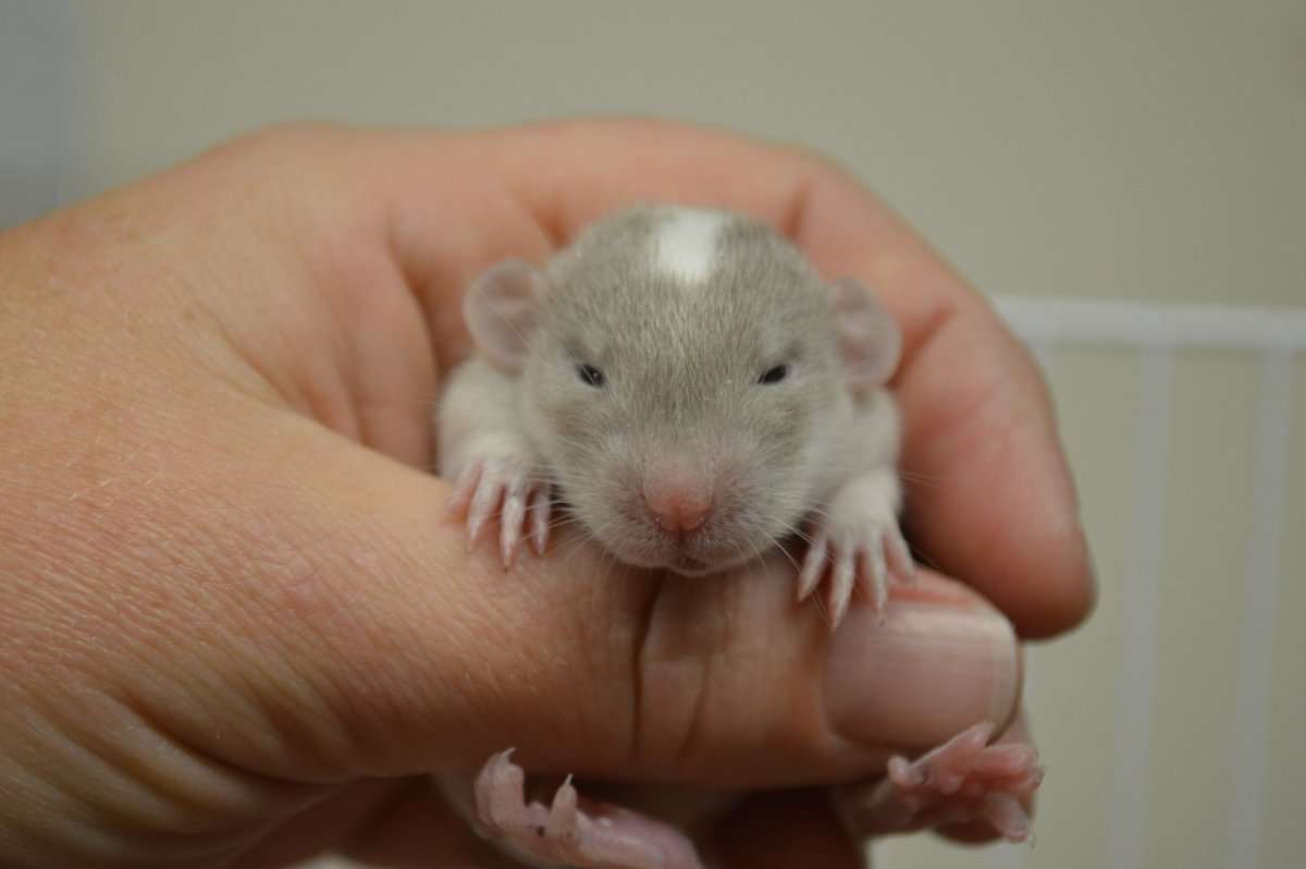 Мышь домашняя декоративная