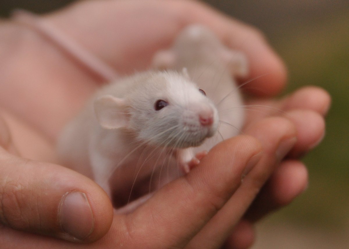 Крыса Дамбо шоколадный бурмиз