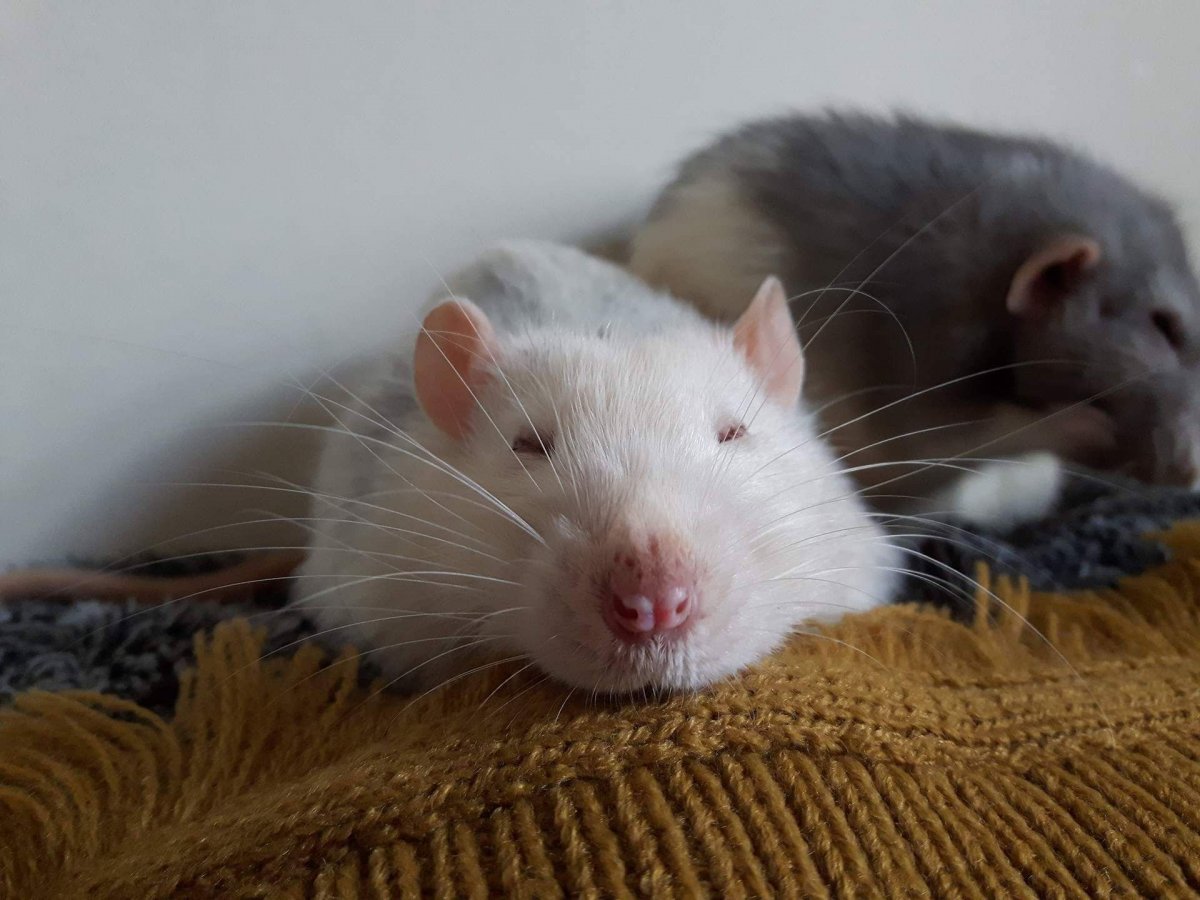 Крыса Дамбо голубая