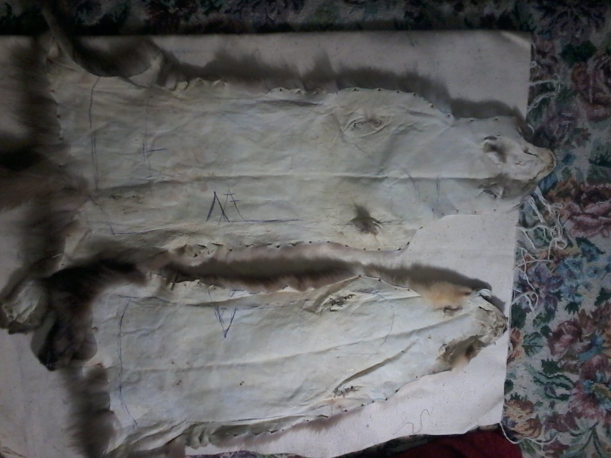 Дырочки в шкуре норки