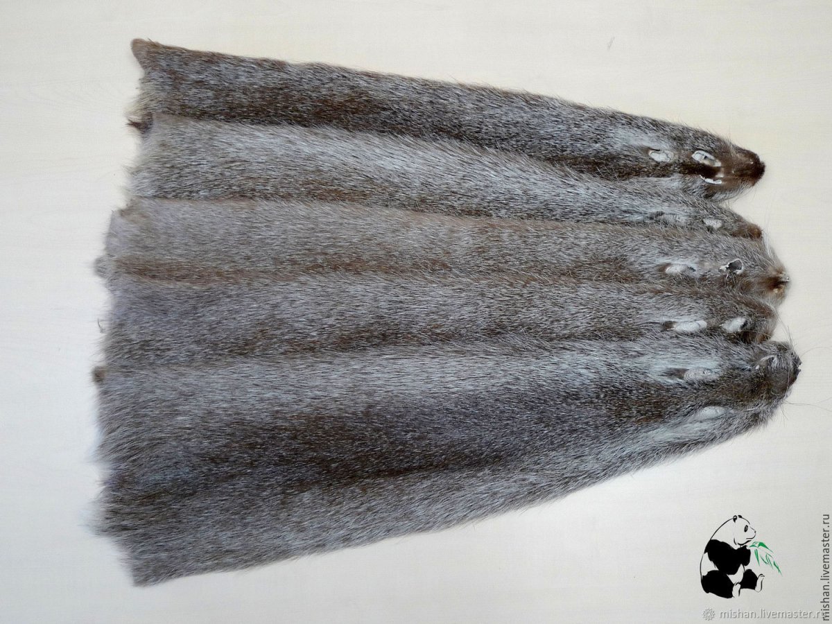 Дагестан шкурки куницы