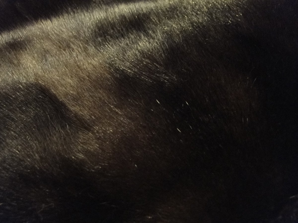 Проплешины на шубе из норки