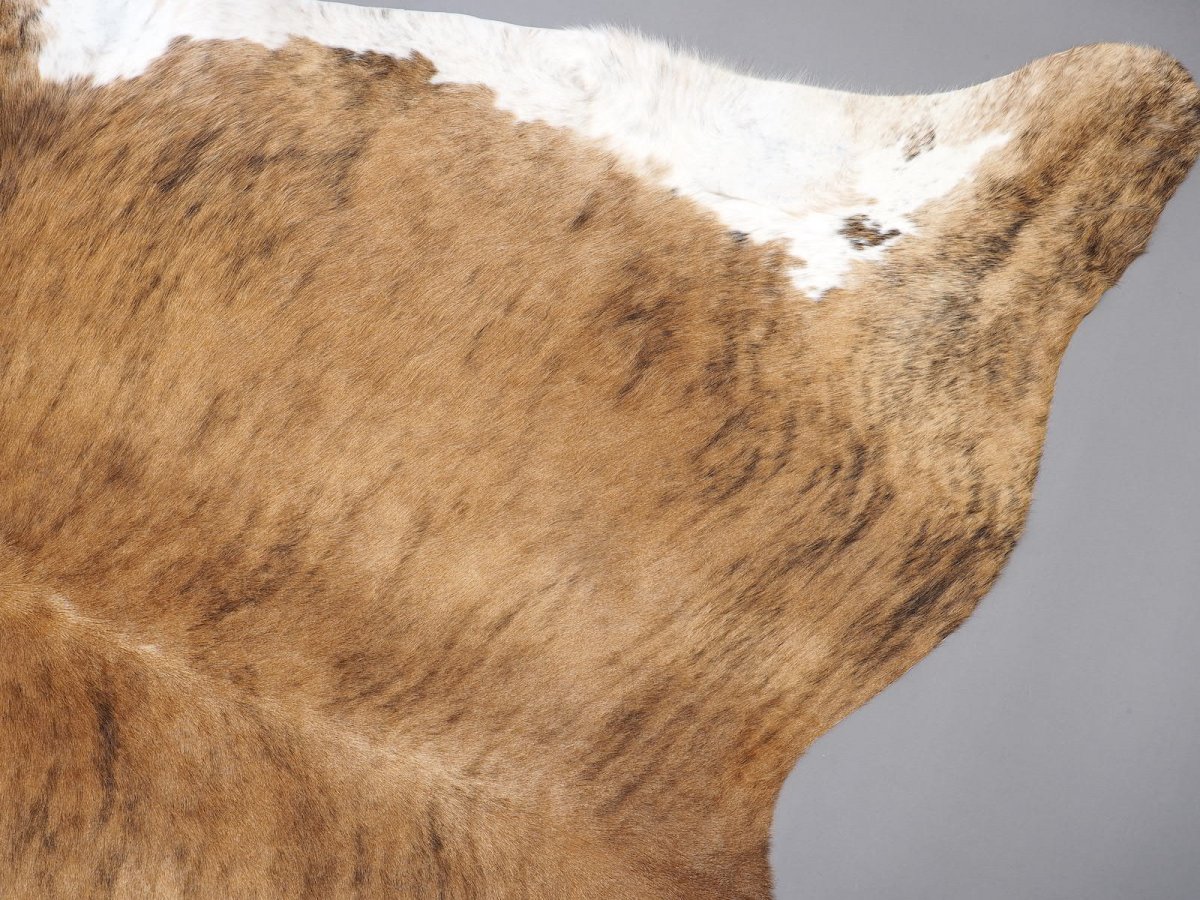 Мездра животное