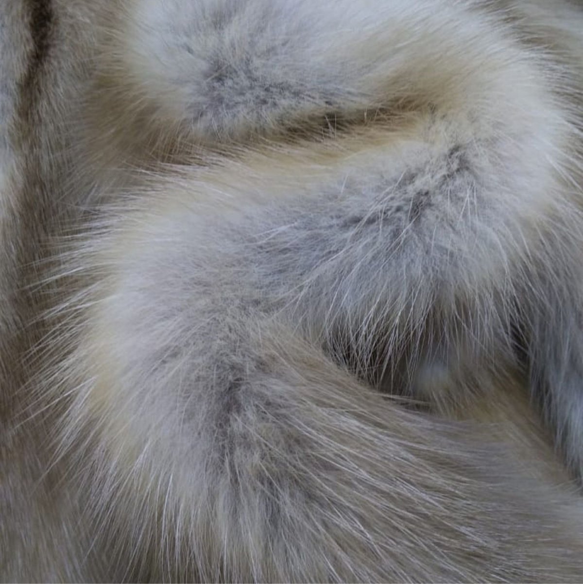 Шубы из кошки под норку