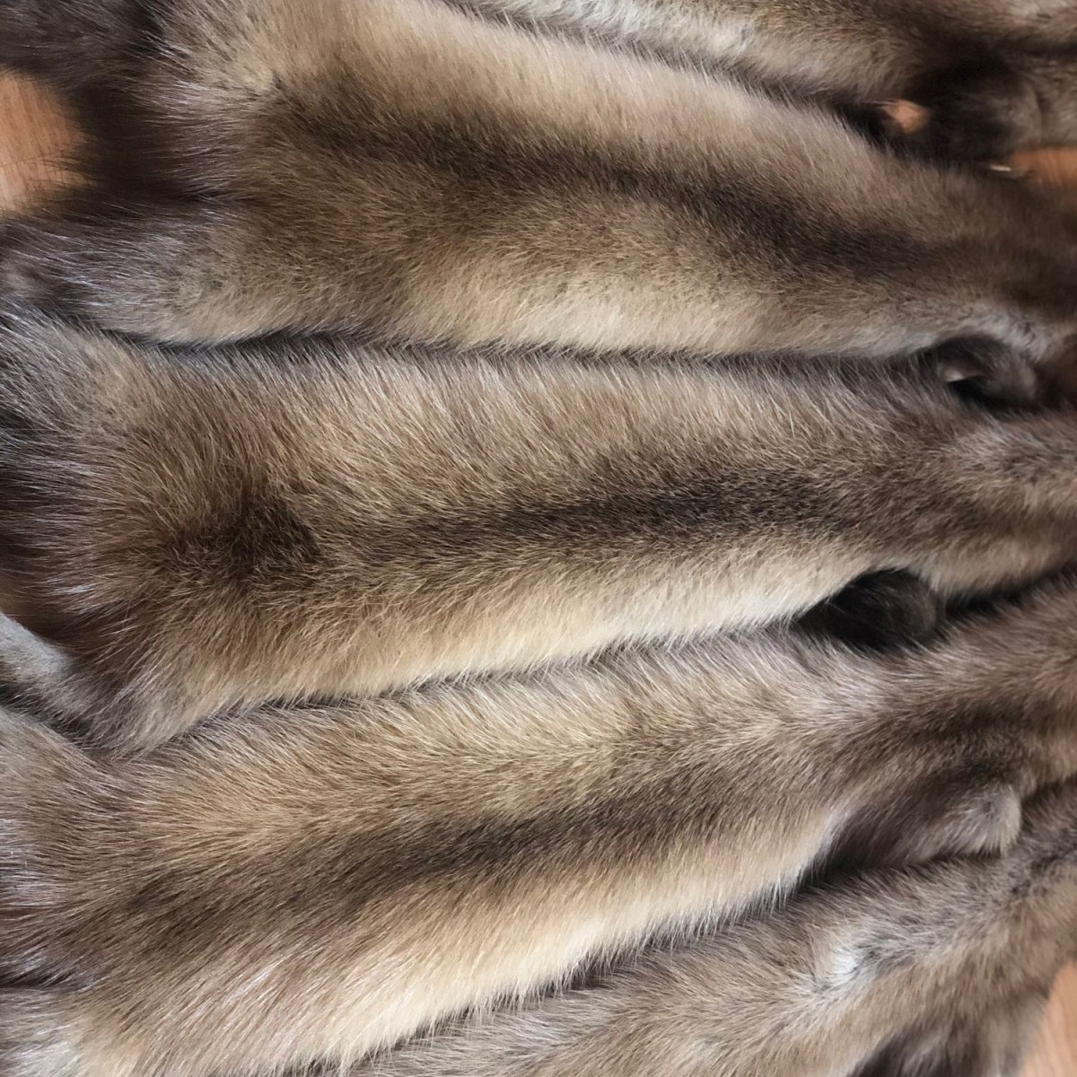 Шкурки куницы Лесной