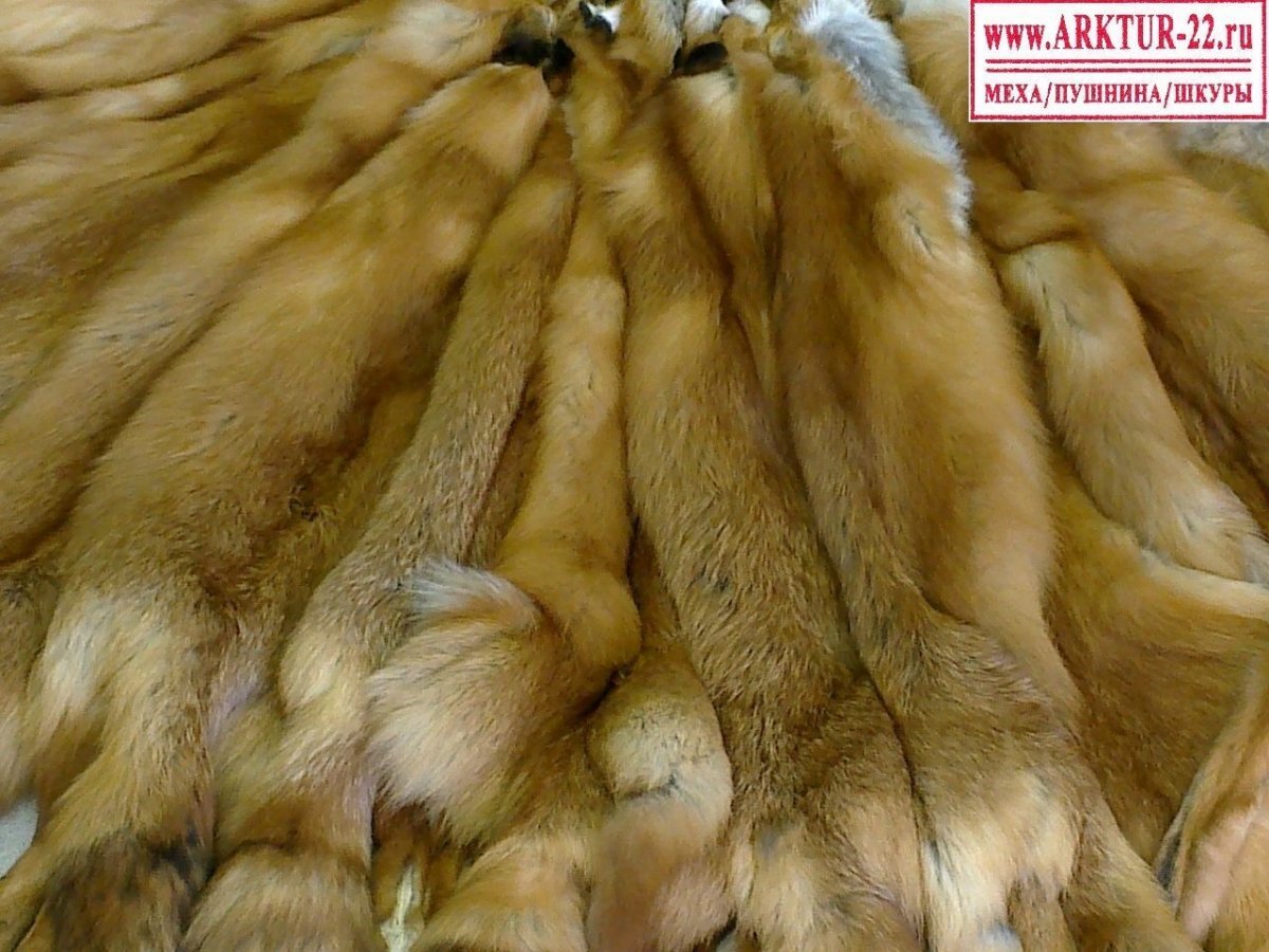 Выделанная шкура лисы