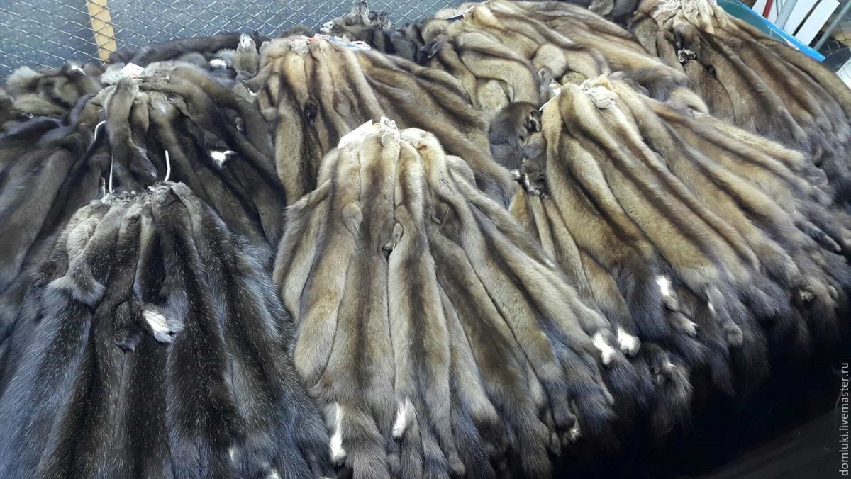 Шкурки соболя
