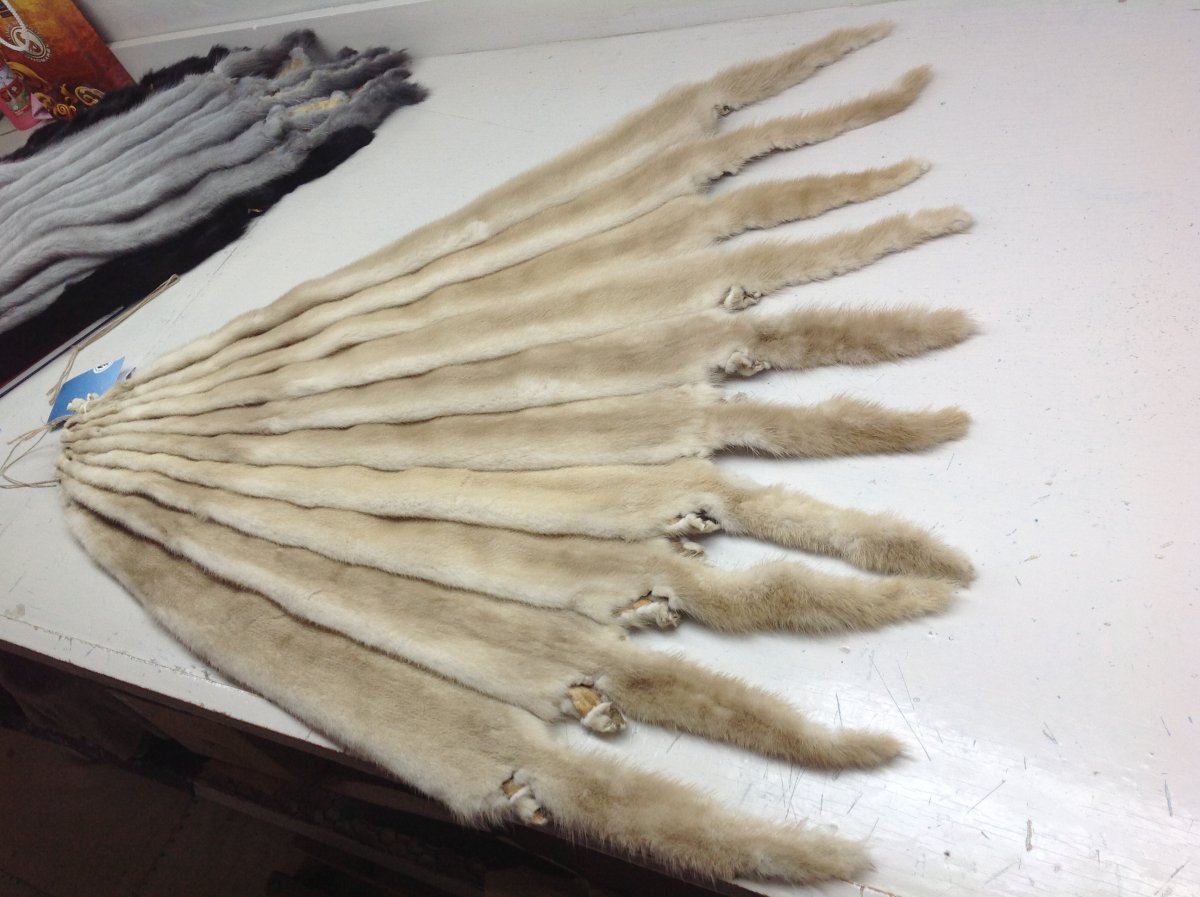 Норка самец