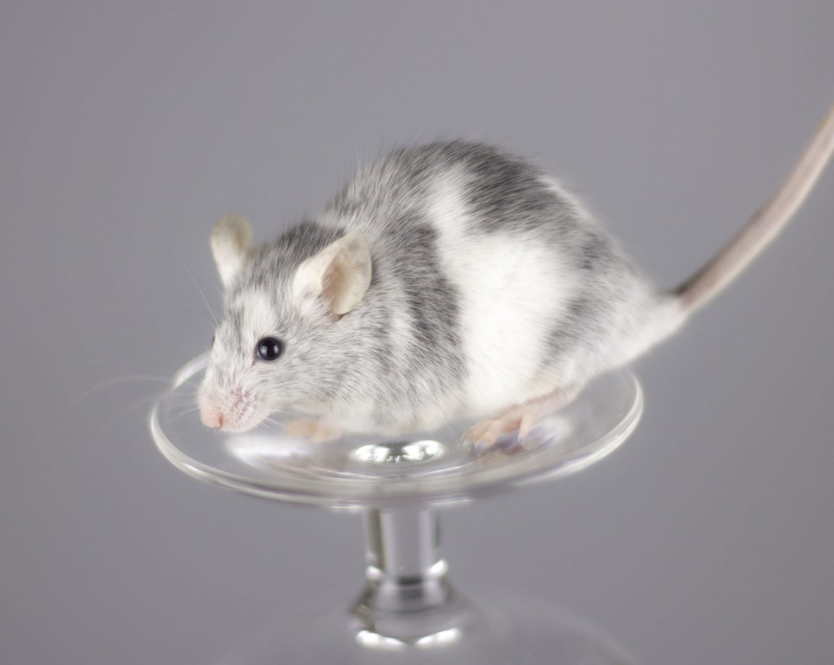 Сиамская мышь Дамбо