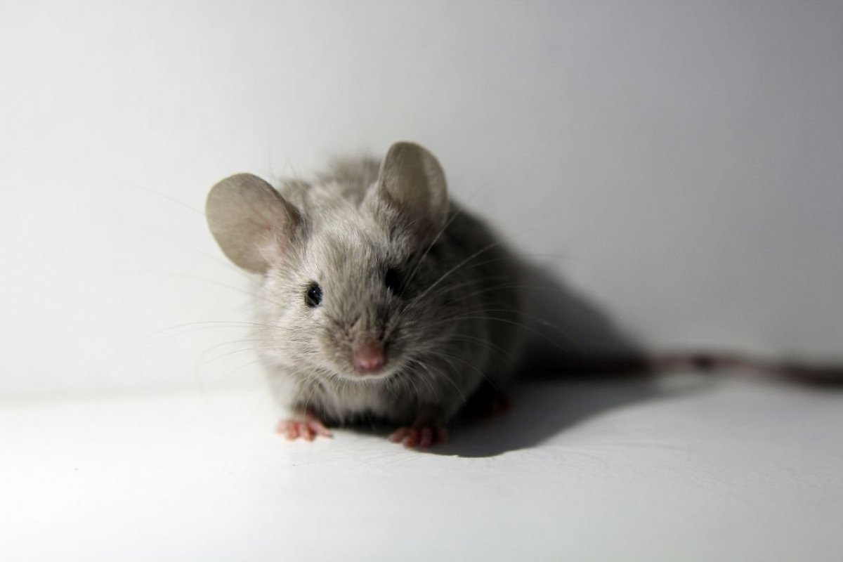 Сатиновая крыса Дамбо