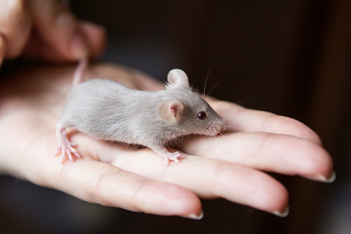 Порода мыши d