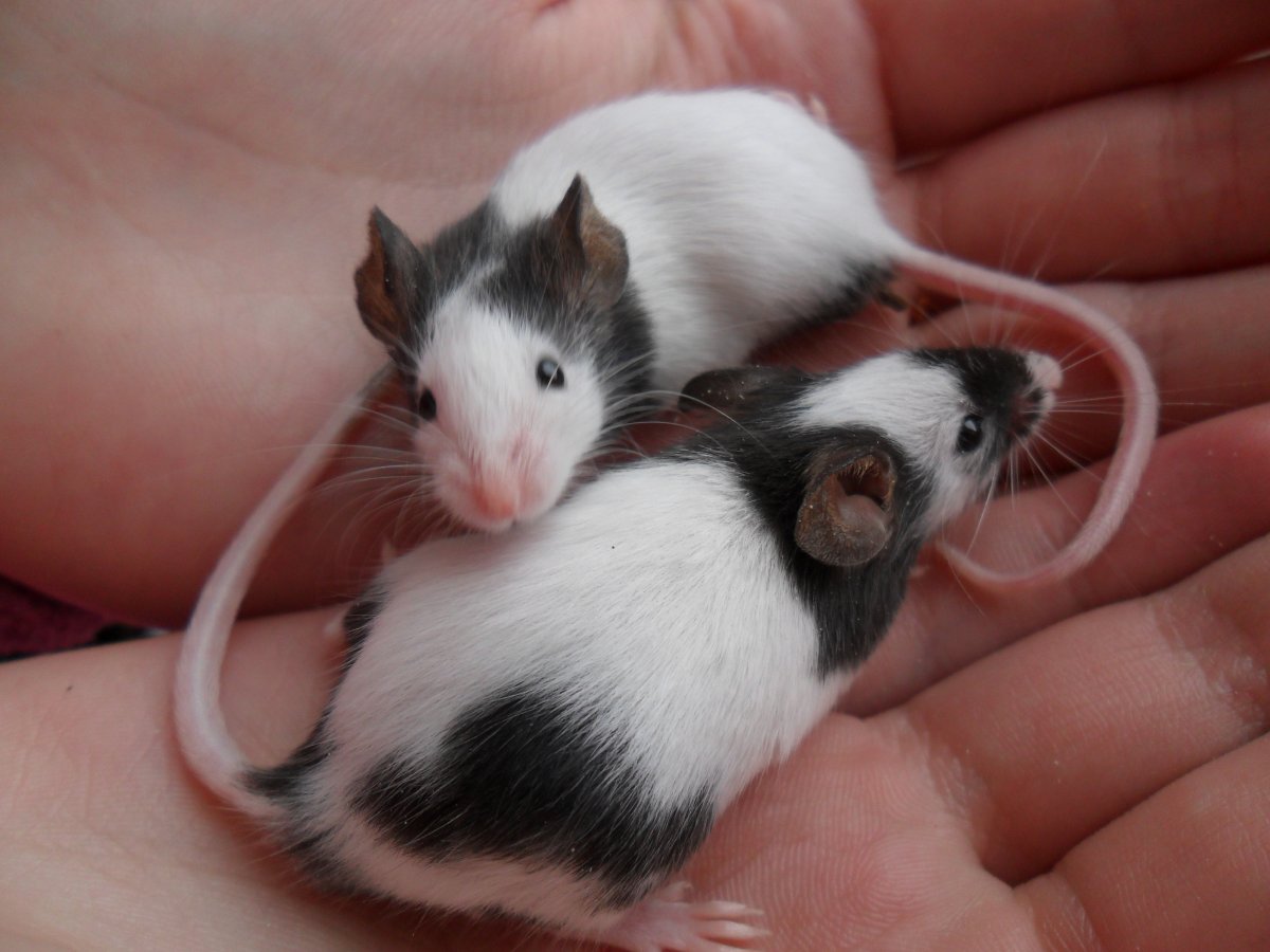 Японская карликовая мышь