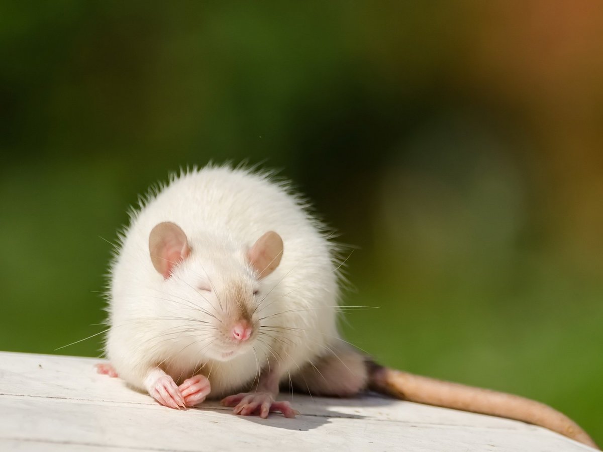 Белая крыса
