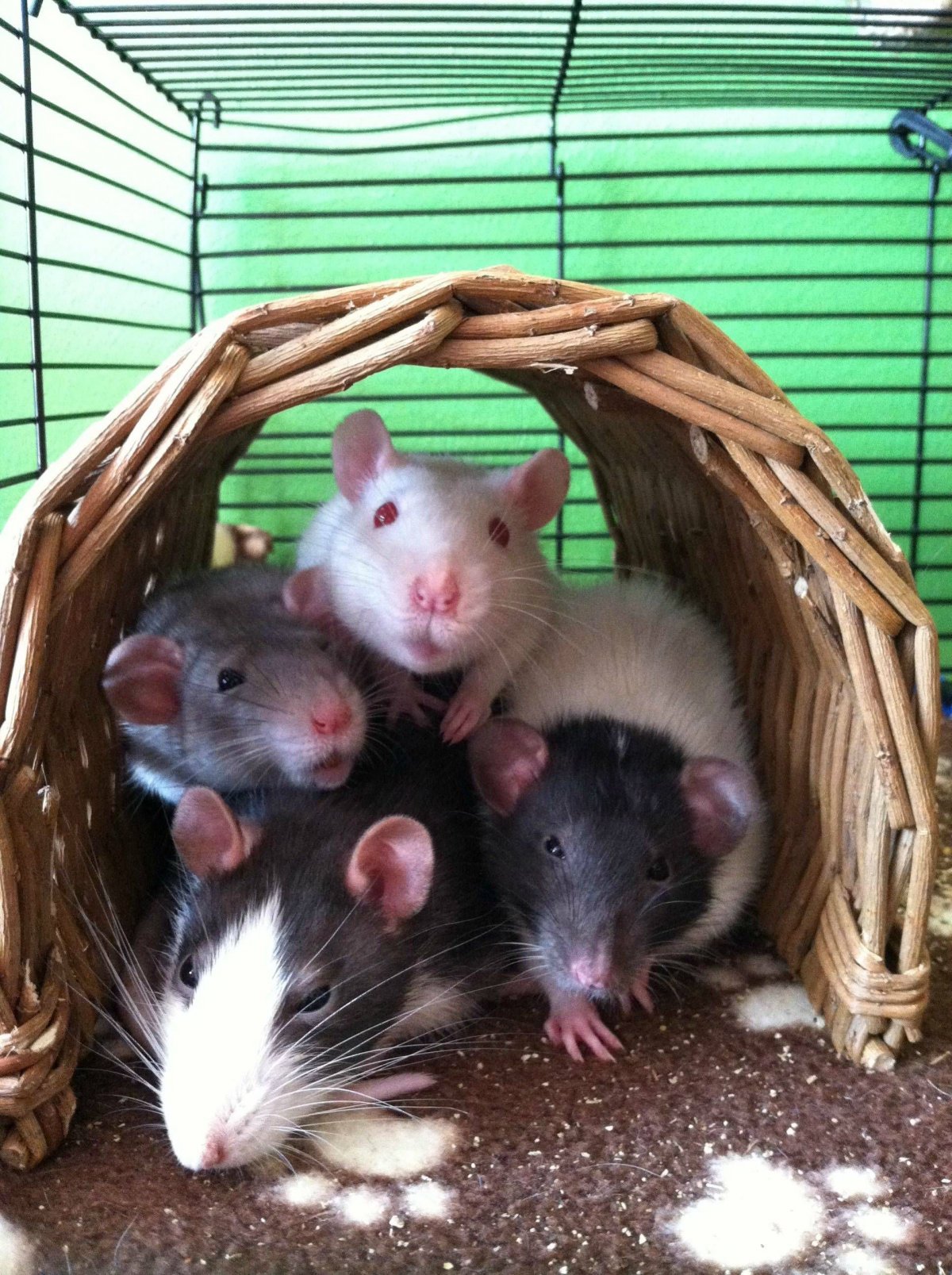 Крыса Дамбо голубая