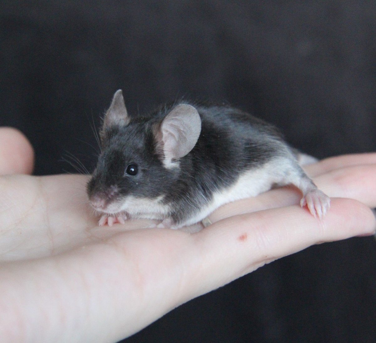 Крысенок Пасюк