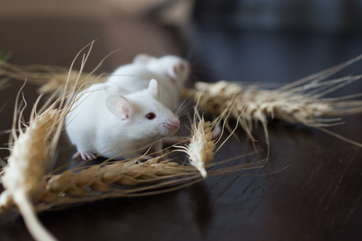 Мышь белая декоративная