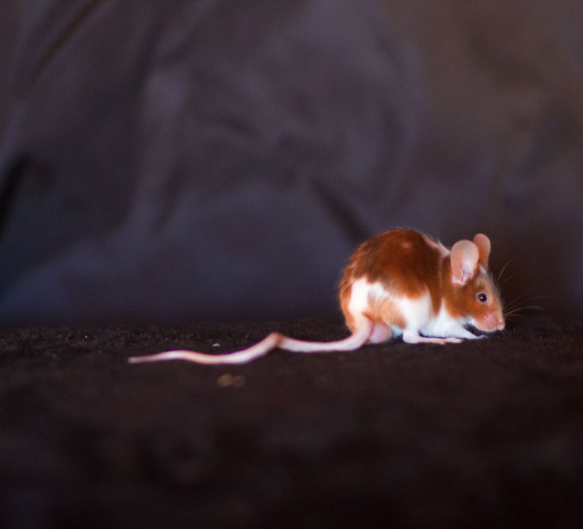 Мышь домашняя