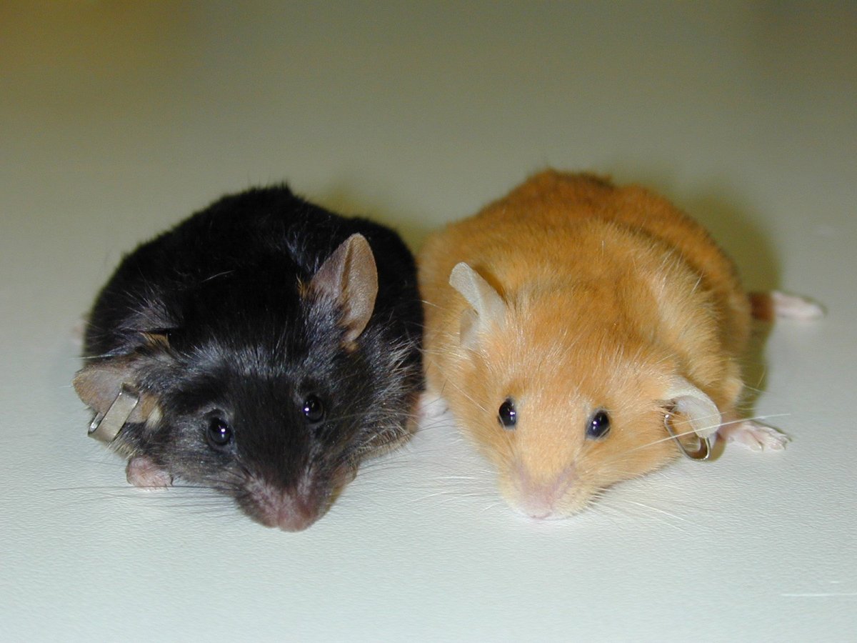 Декоративные мыши