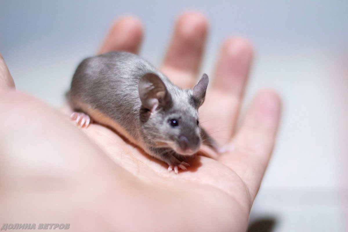 Сатиновые мыши Блэк Тан