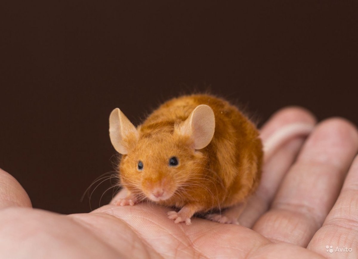 Милые Грызуны средних размеров