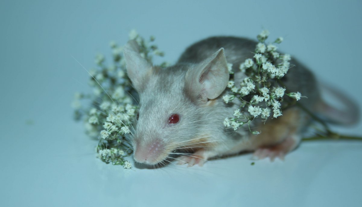 Белые крысы домашние