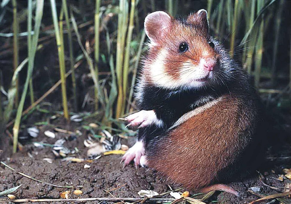 Обыкновенный хомяк карбыш