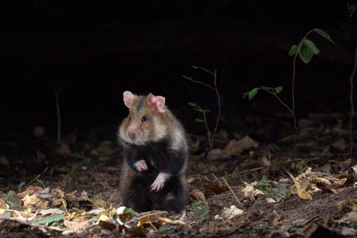 Степной хомяк карбыш