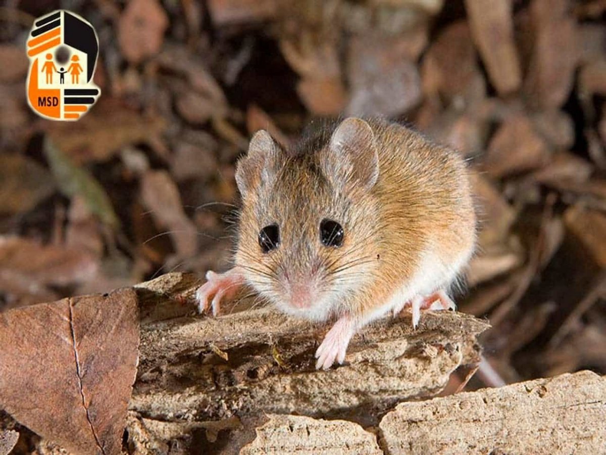 Лесной хомяк карбыш