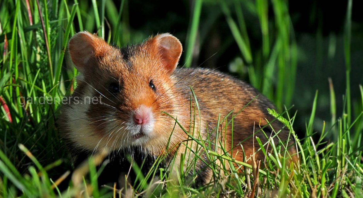 Обыкновенный хомяк карбыш