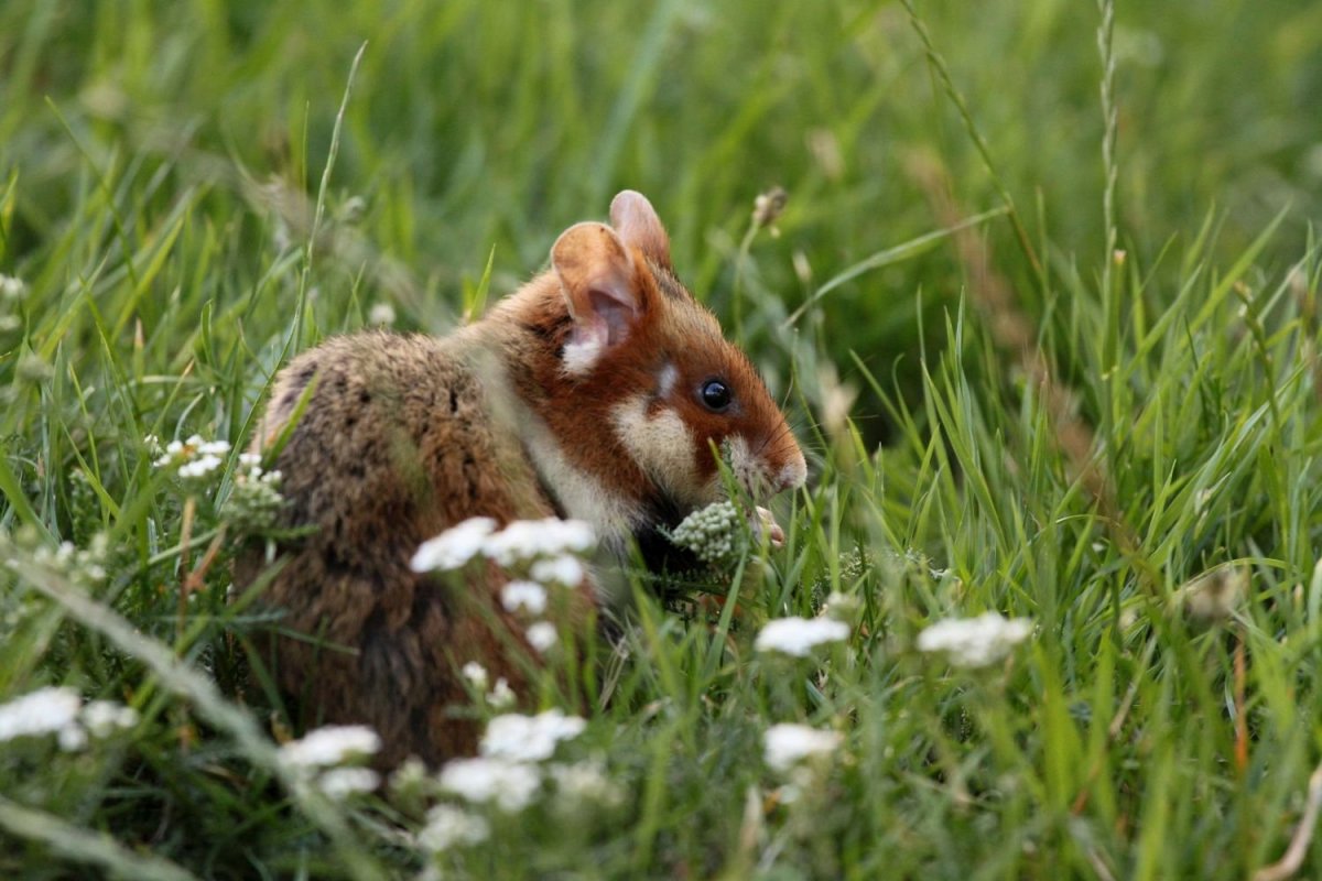 Карбыш зверек в Башкирии