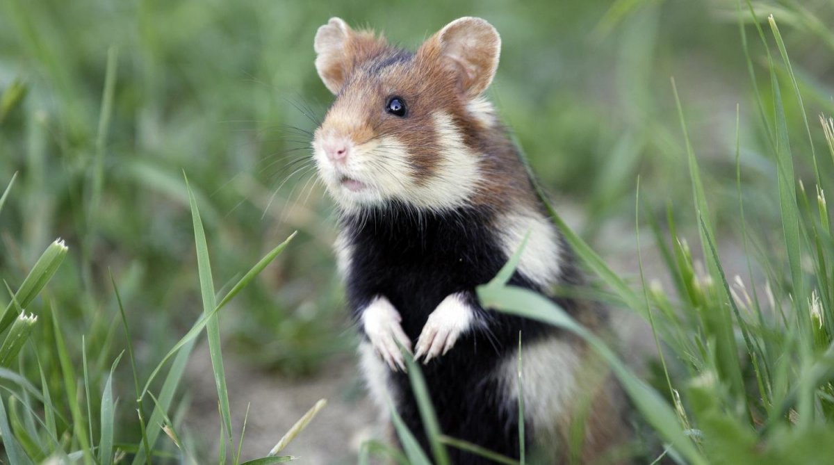 Скорпионовый хомячок