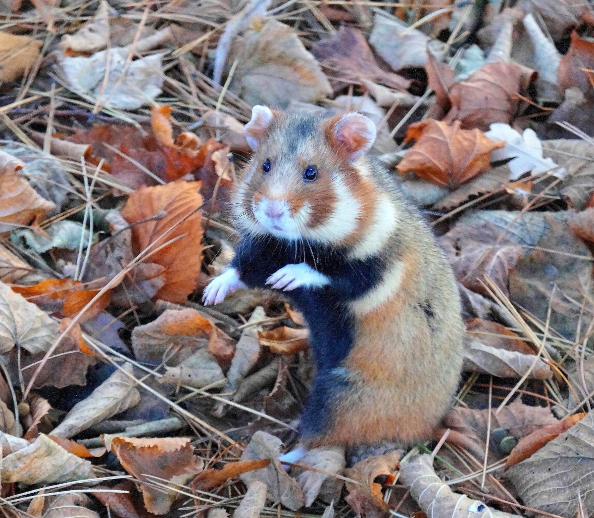 Орешниковая Соня образ жизни