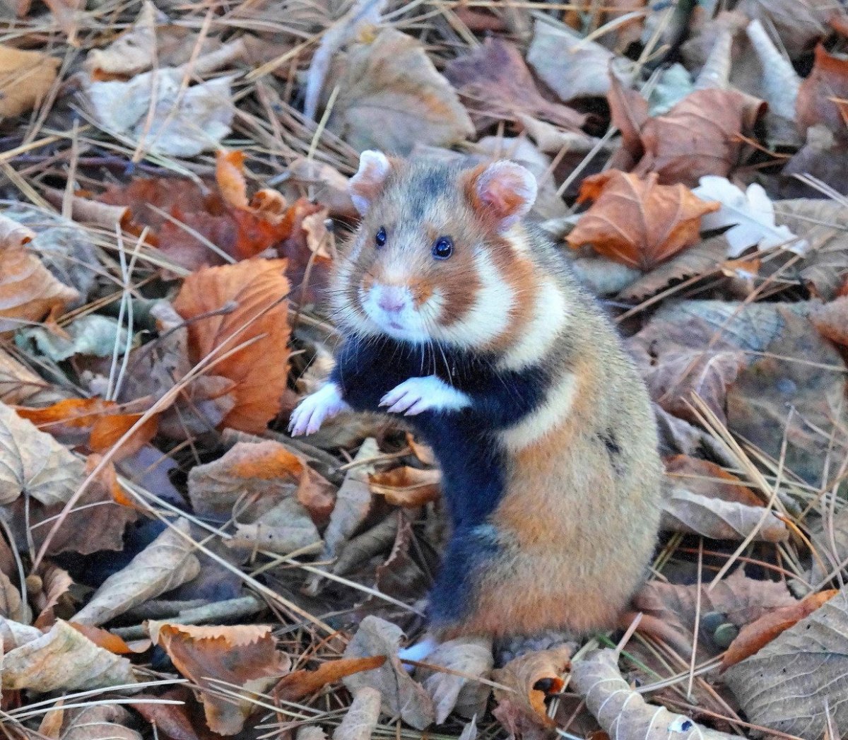 Полевой хомяк карбыш