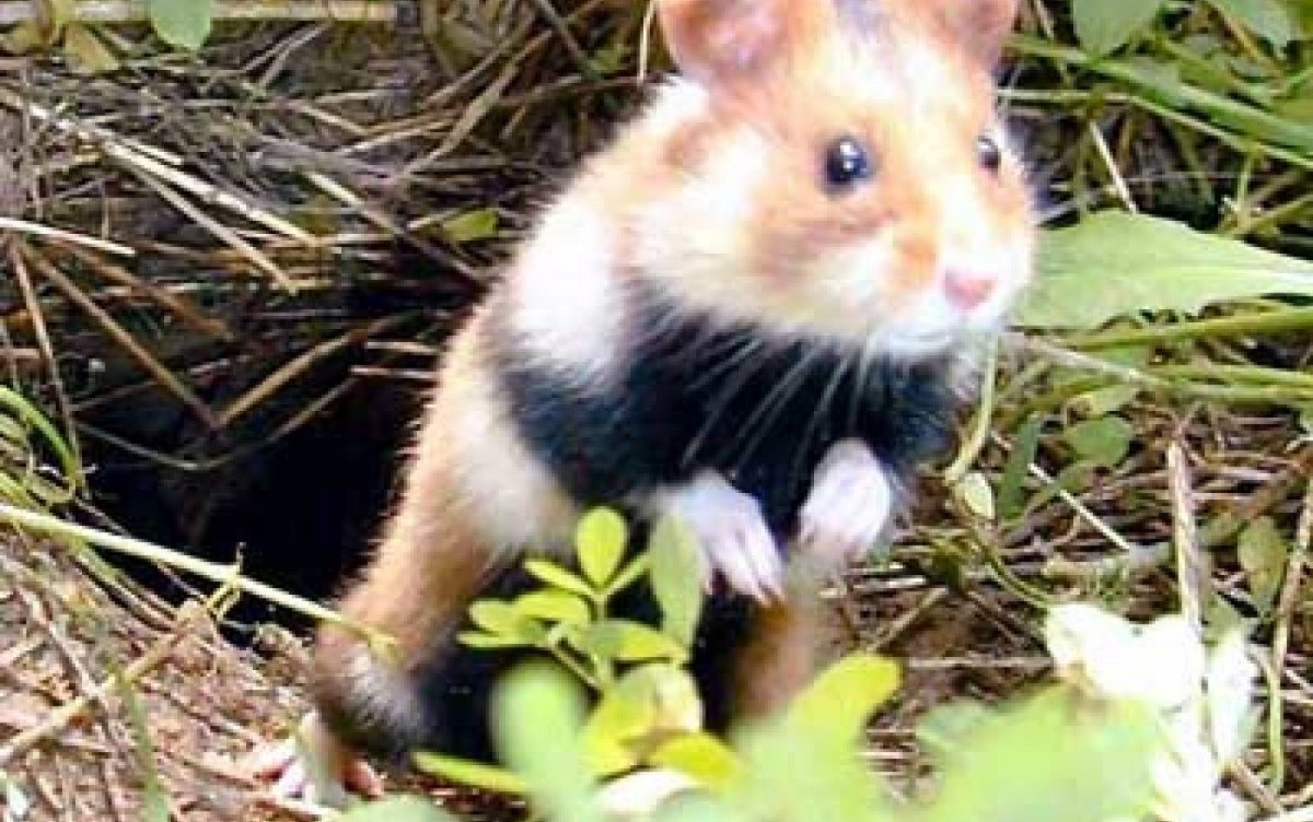 Белорусский хомяк