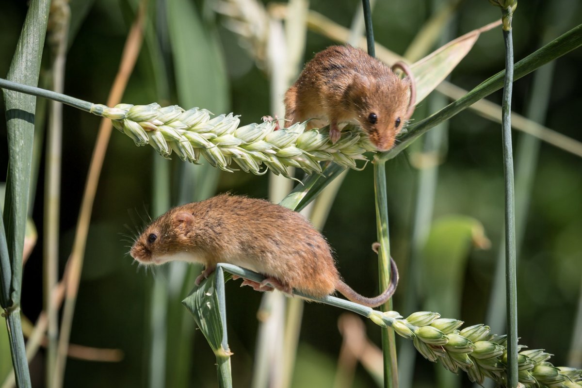 Полевка в цветке