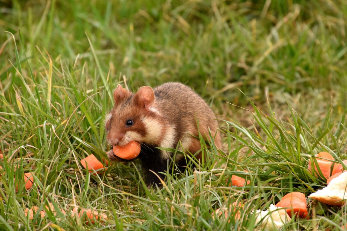 Ольхонская полевка
