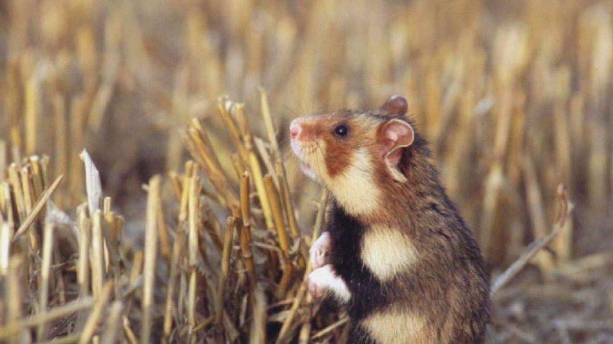 Карбыш Нора