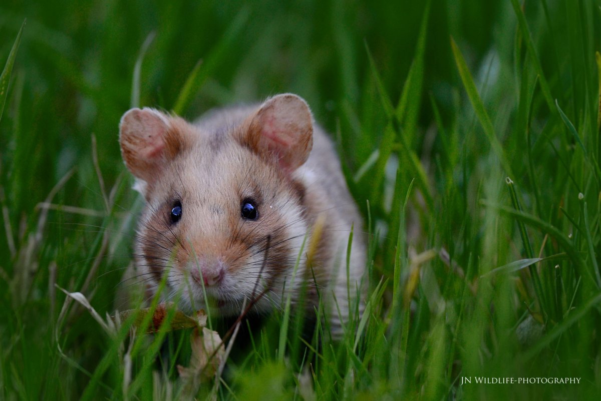 Даурский хомячок (Cricetulus Barabensis)