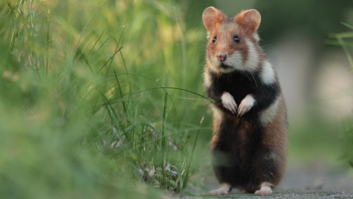 Хомяк Сибирский дикий