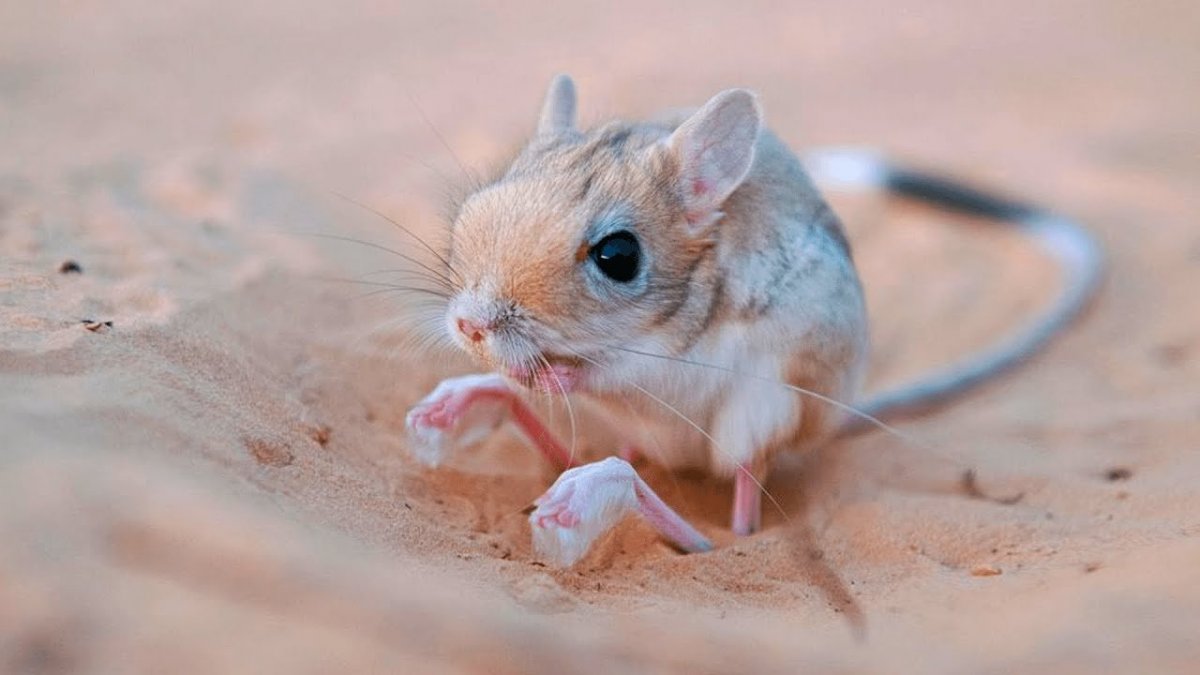 Египетский тушканчик