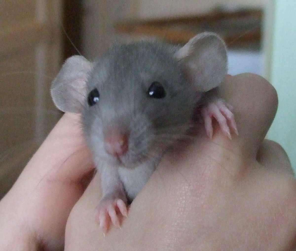 Декоративная крыса Дамбо