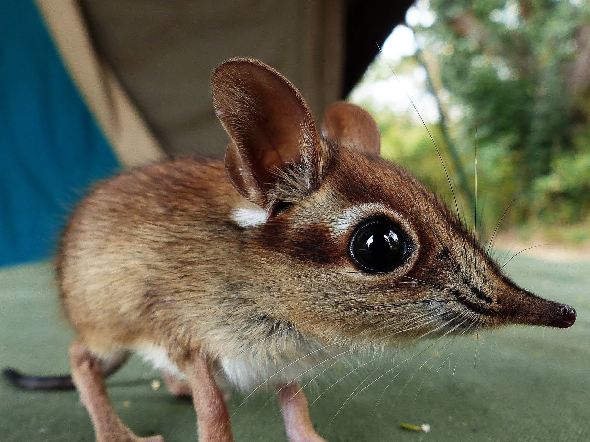 Насекомоядные Прыгунчиковые