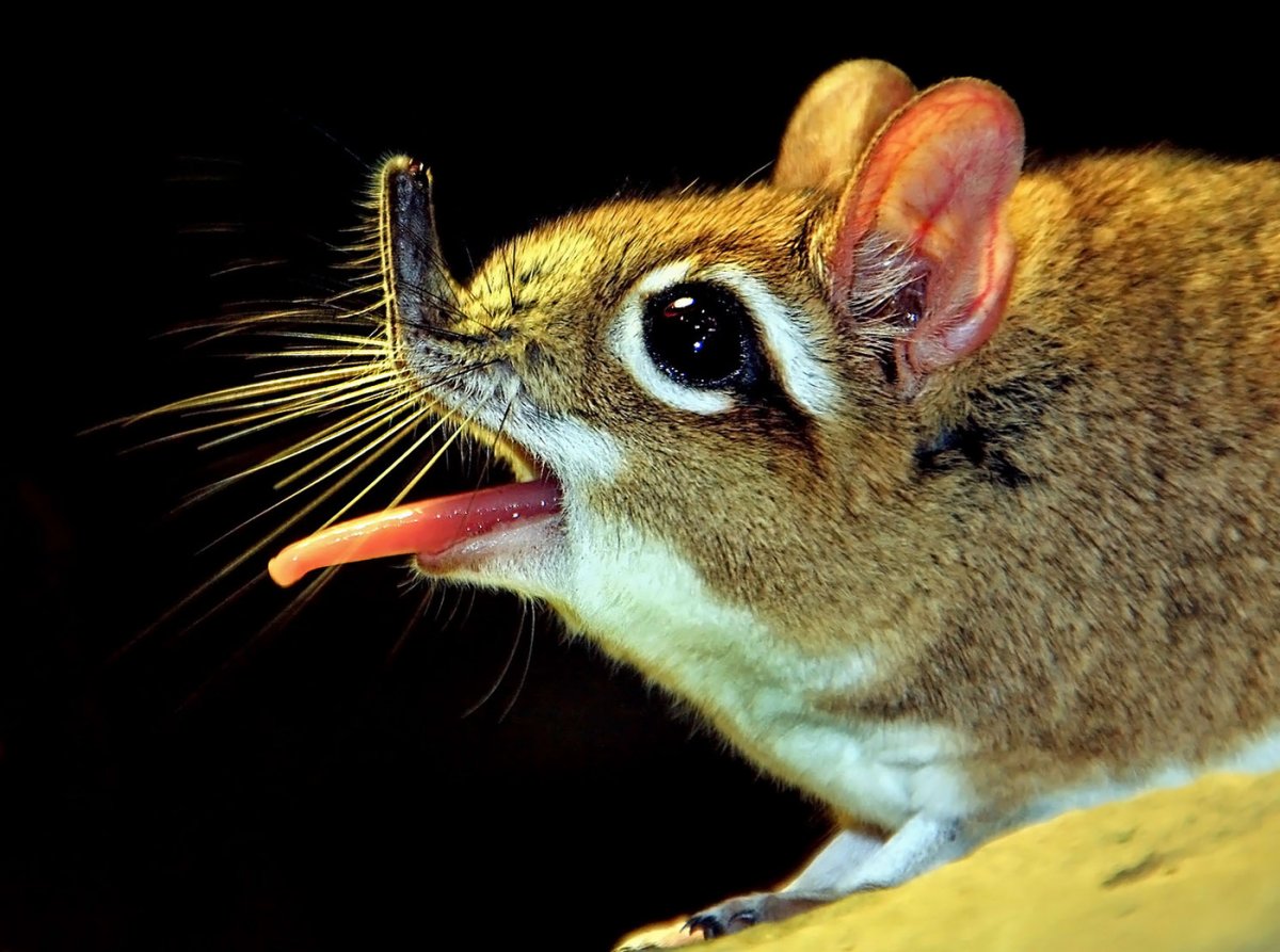 Крыса Дамбо белая