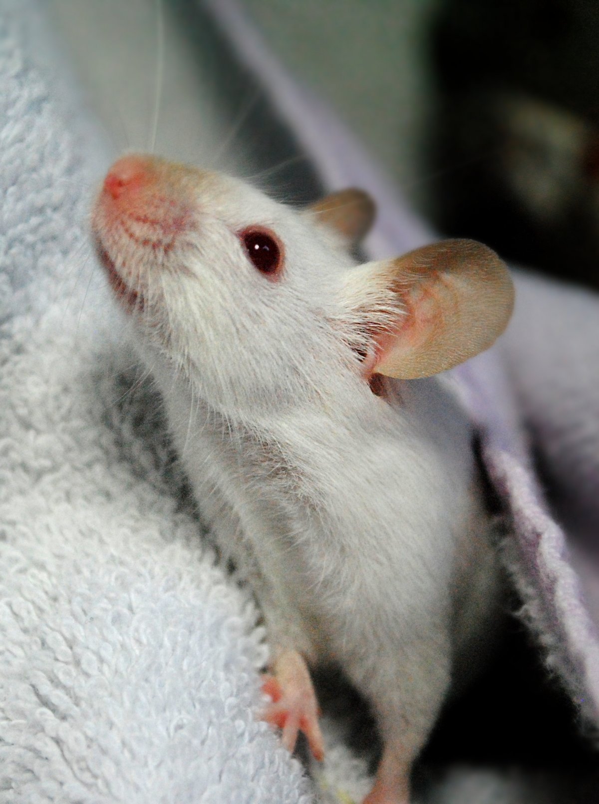 Сибирский ушан