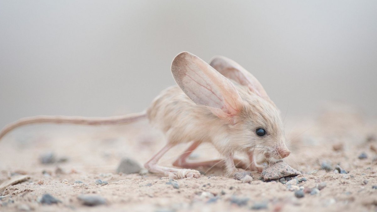 Ушастый тушканчик