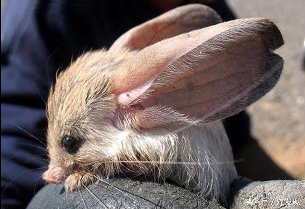 Ушастый тушканчик