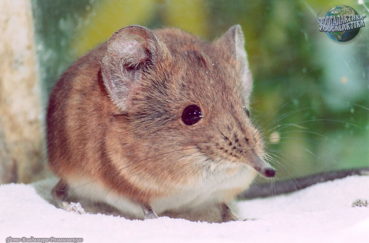 Ушастый поссум