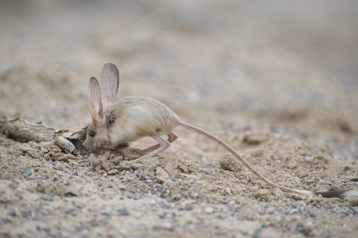 Тушканчик Земляной заяц